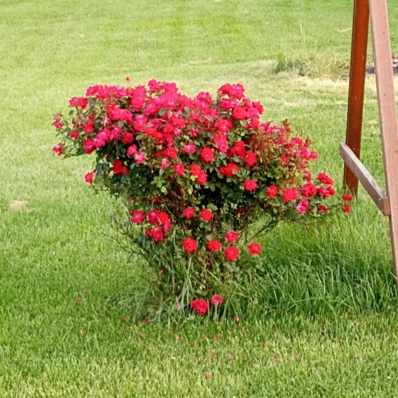 Meet your Posher, Lora - Picture 8 of 8